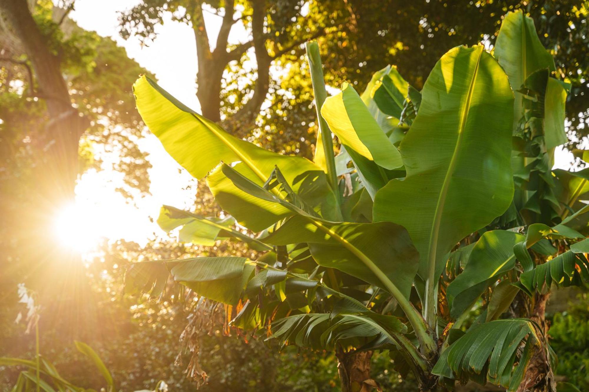 Solar Dos Cantos Botanic House & Garden Понта-Делгада Екстер'єр фото